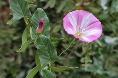 Convolvulus arvensis