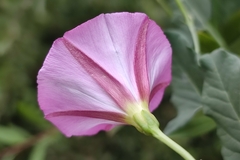 Convolvulus arvensis