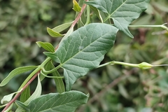 Convolvulus arvensis