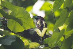 Eurylaimus javanicus