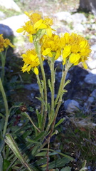 Jacobaea carniolica