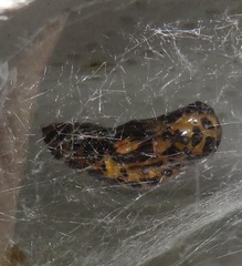 Amphicallia bellatrix