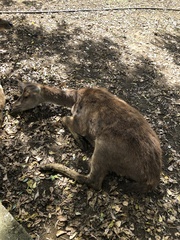 Rusa