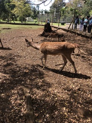 Rusa