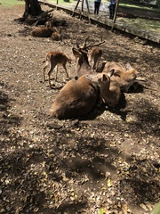 Rusa