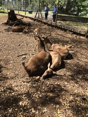 Rusa