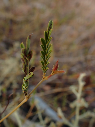 Image of Petalostylis cassioides by (c) Nina Kerr, some rights reserved (CC BY)