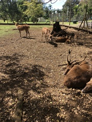 Rusa
