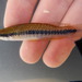 Fundulus olivaceus - Photo (c) Fishes of Texas team,  זכויות יוצרים חלקיות (CC BY-SA), הועלה על ידי Fishes of Texas team