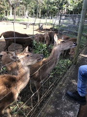 Cervini