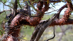 Acacia grasbyi
