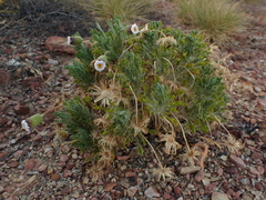 Ixiochlamys cuneifolia