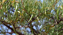 Acacia grasbyi