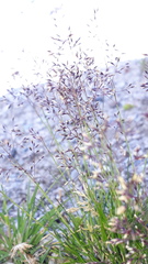 Agrostis rupestris