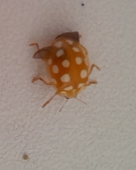 Halyzia sedecimguttata