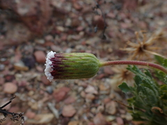 Ixiochlamys cuneifolia