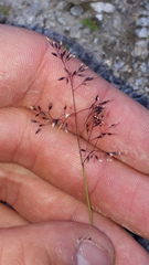 Agrostis rupestris