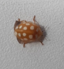 Halyzia sedecimguttata