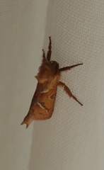 Triodia sylvina