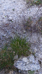 Agrostis rupestris
