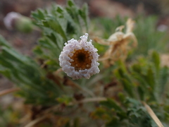 Ixiochlamys cuneifolia