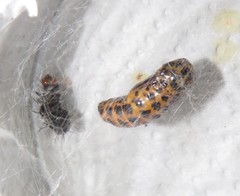 Amphicallia bellatrix