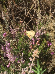 Pyronia tithonus