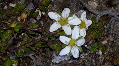 Arenaria biflora