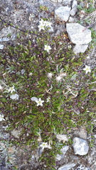 Arenaria biflora