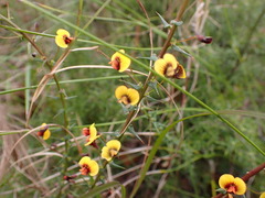 Daviesia squarrosa