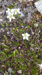 Arenaria biflora