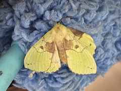 Crinocraspeda torrida