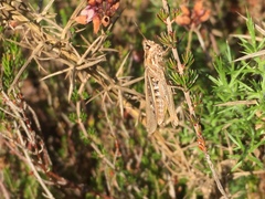 Chorthippus brunneus