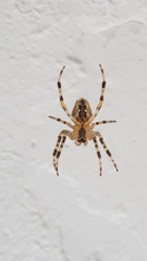 Araneus diadematus