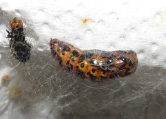 Amphicallia bellatrix