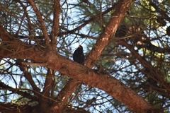 Turdus merula