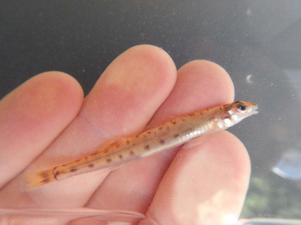 Scaly Sand Darter