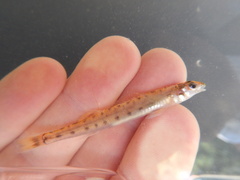Ammocrypta vivax