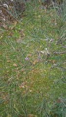 Silene acaulis exscapa