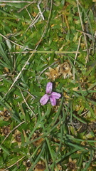 Silene acaulis exscapa