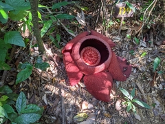 Rafflesia