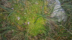 Silene acaulis exscapa