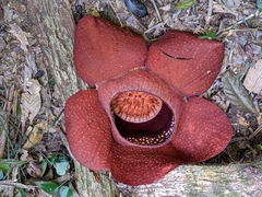 Rafflesia