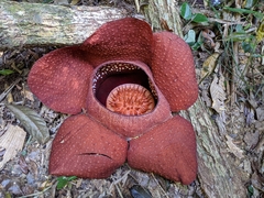 Rafflesia