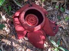 Rafflesia