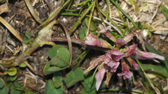 Trifolium thalii