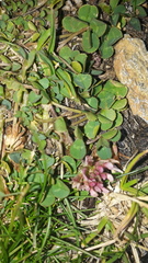 Trifolium thalii