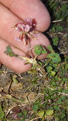 Trifolium thalii