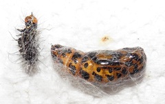 Amphicallia bellatrix