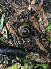 Powelliphanta traversi